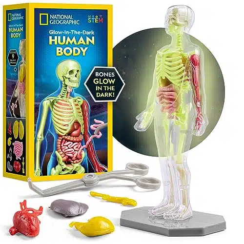 NATIONAL GEOGRAPHIC Human Body Model for Kids That Glows in The Dark   Piece Interactive Anatomy Model with Bones, Organs, Muscles, Stand, Forceps & ID Chart, Anatomy and Physiology Study Tools