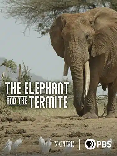 The Elephant and the Termite